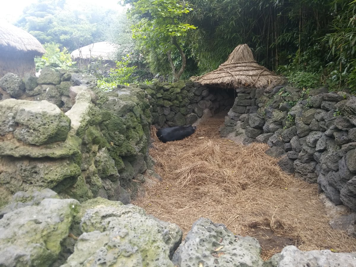 똥돼지 집입니다.