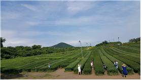 오설록 풍경 입니다