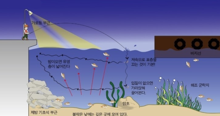 볼락루어 낚시방법을 알려주는 그림입니다