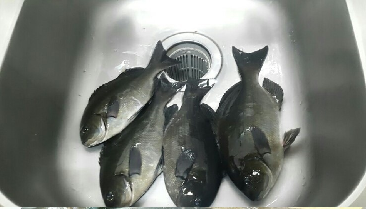 긴꼬리벵어돔 4마리가 싱크대 안에 있습니다.