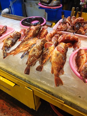 우럭이 얼음위에 올려져서 판매되고 았습니다.