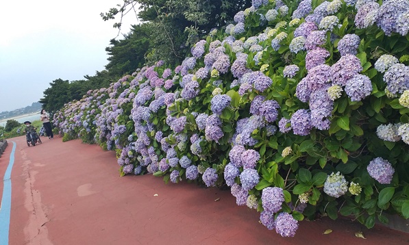 수국이 핀 종달리의 모습입니다. 수국이 많이 폈습니다.