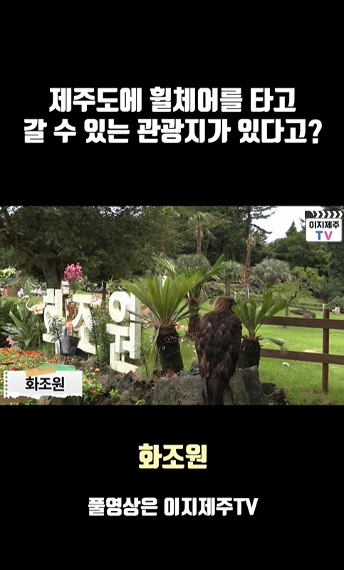 제주도에 휠체어를 타고 갈 수 있는 관광지가 있다고?라고 적힌 문구 아래 하조원이라 적힌 큰 글자 간판과 야자 나무들과  화조원이라고 적힌 자막이 있는 캡쳐 사진이 있습니다.  캡쳐 사진 아래 화조원 풀영상은 이지제주TV라고 적힌 이미지입니다.