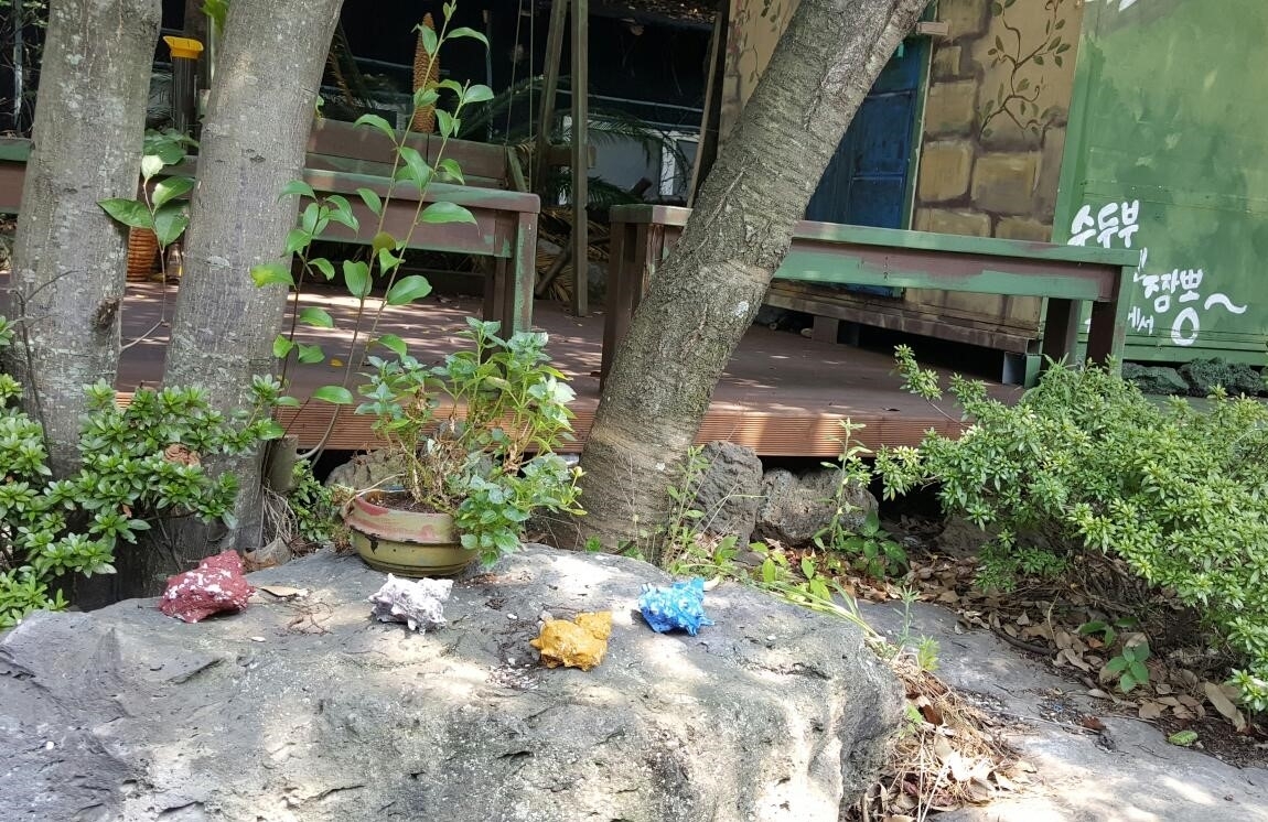 순두부엔짬뽕 화분 입니다