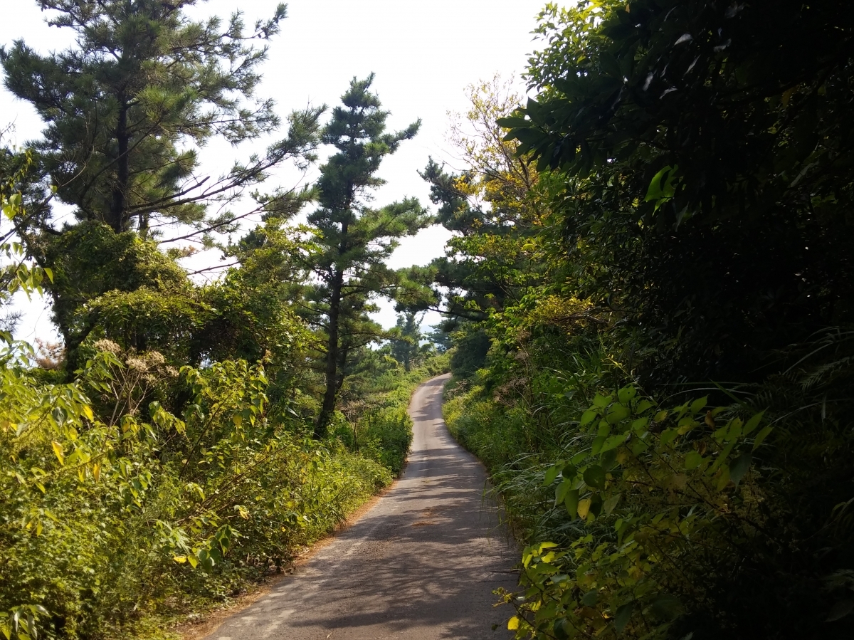 군산오름 관람로 입니다 (2)