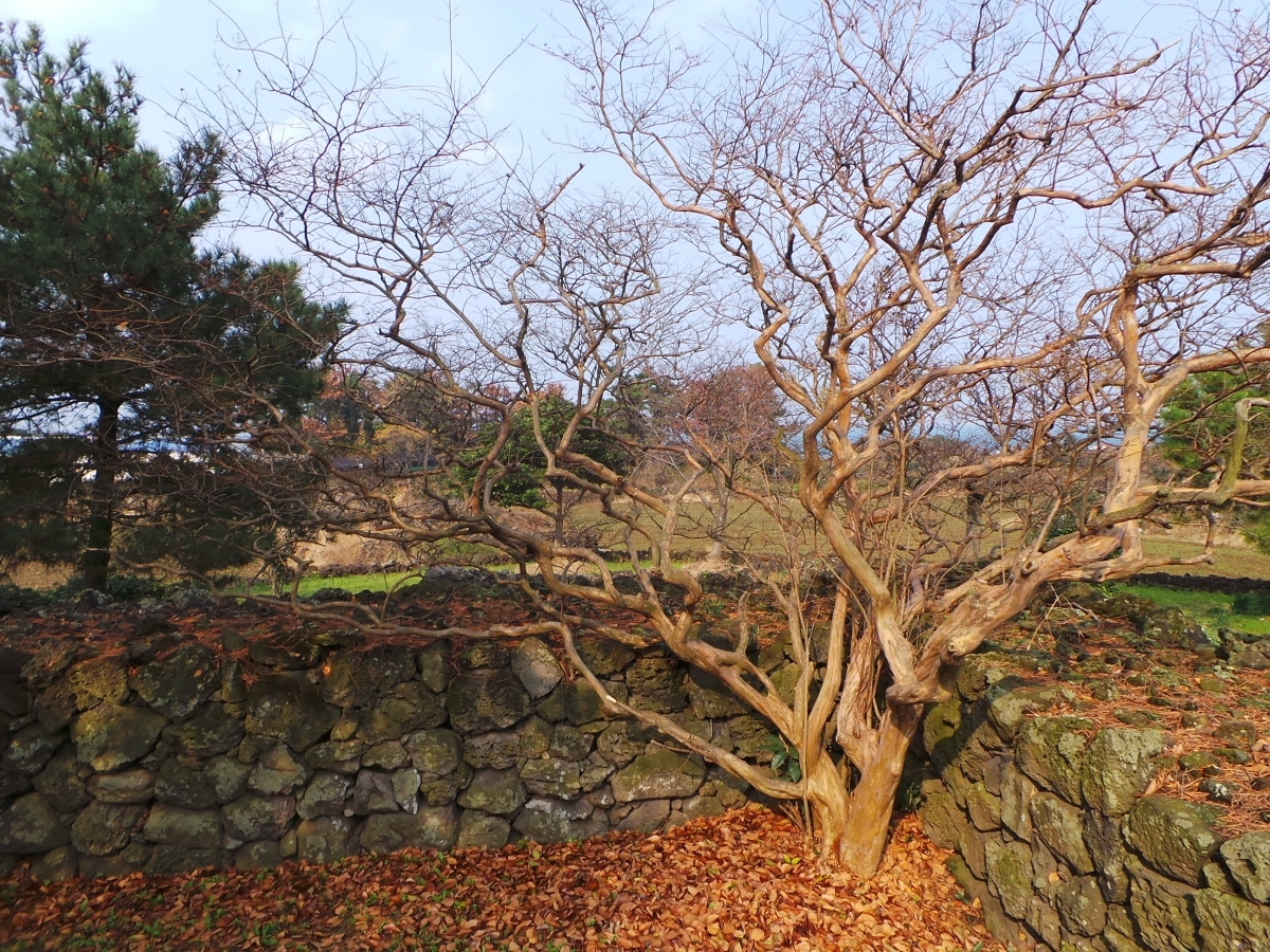 화북 삼사석 삼사석 나무 입니다